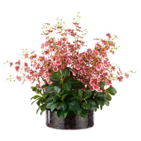 Rogue Dancing Orchid Garden Mix Madelyn Bowl Plant Burgundy 66x66x67cm