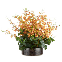 Rogue Dancing Orchid Garden Mix Madelyn Bowl Plant Orange 66x66x67cm